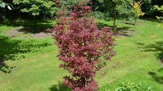 Acer palmatum Skeeters Broom Japanese Maple [upl. by Merriman8]