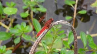 dragonfly241101301p09wlcrocothemis servilia 紅蜻A001C04 [upl. by Egrog75]