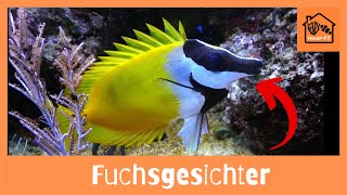 Wie halte ich Fuchsgesichter im Meerwasseraquarium [upl. by Ellery]