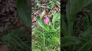 The ladys slipper orchid is still growing flowers forest novascotia [upl. by Niwdog398]