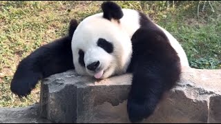 🐼 Panda Funny Moment Videos Compilation [upl. by Josh]