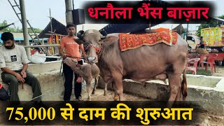 पशु मंडी धनौला 1182024 unique brown buffalo for sale in pashu mandi dhanaula jbs dairy farming [upl. by Htebsil]