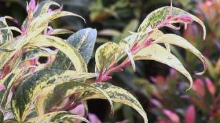 Learning About Leucothoe [upl. by Drucill]