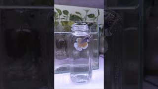 a solitary betta swims gracefully in a glass bottle its colors refracted through the curved glass [upl. by Malek434]