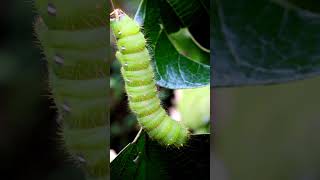 Eacles imperialis polilla imperial 🐛 Insecto Naturaleza VidaSilvestre Polilla [upl. by Maison]