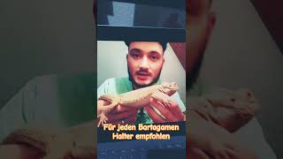 Der ultimative Bartagamen Ratgeber für alle Bartagamen Halter amp Fans 🦎😃🐉🥳 [upl. by Kyte]