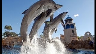 The Complete 2009 quotDolphin Discoveryquot Show at SeaWorld [upl. by Francklyn]