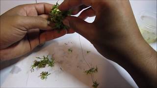 Aquarium Moss Ball DIY Fast Cheap and Easy [upl. by Yelnik]