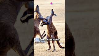 Eagle vs Kangaroo A largest eagle attacks subscribe wildanimalfacts animals [upl. by Astraea797]