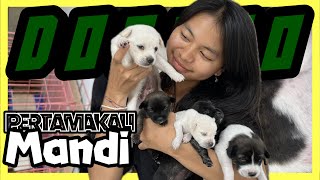 PERTAMAKALI MANDI ANAK ANJING [upl. by Dich73]