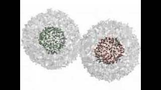 Lipid Vesicle Fusion Simulation from Foldinghome [upl. by Richers]