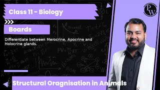 Differentiate between Merocrine Apocrine and Holocrine glands [upl. by Natam]