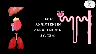 RENIN ANGIOTENSIN ALDOSTERONE SYSTEM RAAS [upl. by Broder]