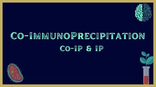 CoImmunoprecipitation CoIP Assay  Immunoprecipitation IP  Simply Explained [upl. by Aeynod]