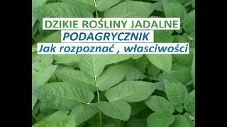 Podagrycznik rozpoznawanie właściwości [upl. by Derr]