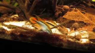 Apistogramma Agassizii Double Red [upl. by Collbaith457]