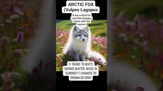 ARCTIC FOX Vulpes Lagopus animals animalfacts wildlife highlights [upl. by Maloy]