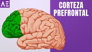 CORTEZA PREFRONTAL  ÁREAS DEL CEREBRO [upl. by Marlen32]