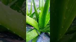 asmr satisfying beautiful aloe Vera plantsvlog shortsvedio viral [upl. by Forrest681]