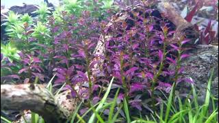 ROTALA ramosior florida [upl. by Phyllys432]