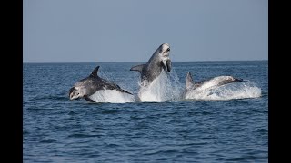 Rissos Dolphins  Bardsey Island Wales  Whale and Dolphin Conservation [upl. by Nath434]