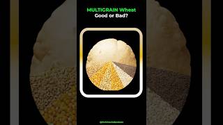 Multigrain Wheat Is It Safe for Everyone Vaidya Rajesh Kapoor Explains shorts ayurvedasecrets [upl. by Enenstein690]