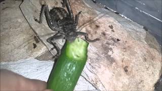 Acanthoplus longipesArmoured bush cricket eating cucumber [upl. by Drawets491]