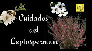 Cuidados del Leptospermum  Manuka [upl. by Theurich]