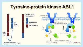 tyrosine protein kinase ABL1 [upl. by Longfellow]