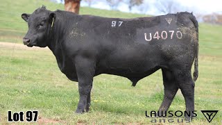 Lot 97 Lawsons Veracious VLY23U4070 [upl. by Gonta]