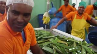 Aloe Vera – Plantation et récolte by Forever Living Products [upl. by Nitsir]