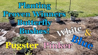 Planting Proven Winners Pugster Pinker Pugster White and Pugster Blue Butterfly Bushes [upl. by Adnotal909]