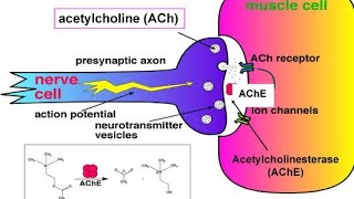 Types of Cholinesterase and their Actions Acetylcholinesterase Butyrylcholinesterase [upl. by Kerri809]