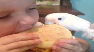 Boy And His Parrot Share A Sandwich [upl. by Anivas872]