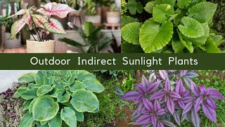 15 Best Outdoor Indirect Sunlight Plants  Shade Loving Plants [upl. by Carpet180]