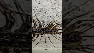 House centipedes😃☣️⚠️animalscentipedeshouseswildlifeshorts [upl. by Eram737]