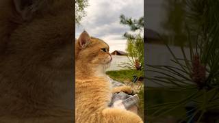 Pine tree dinner 🌲 catvideos cutecat catlover [upl. by Goddard]