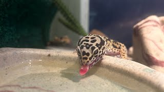 1️⃣ to 2️⃣ to 3️⃣ GAMEBO gecko leopardgecko shots YouTube capcut reptiles gamebothegecko [upl. by Denman]