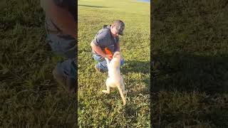 Training lab puppies conservation floridacracker wildflorida gundogslabrador labradorpuppy [upl. by Anayek]