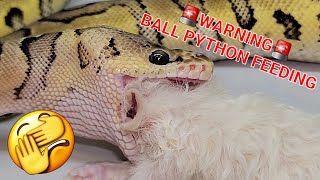 Watch how a Snake Reacts to Prey [upl. by Ottavia]