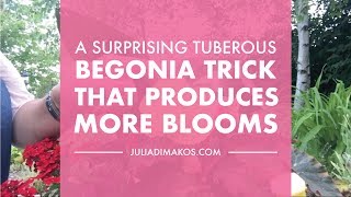 A Surprising Tuberous Begonias trick that produces more Blooms [upl. by Sussna]