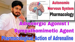 adrenergic agonist classification Pharmacology sympathomimetic। Pharmacological action of adrenaline [upl. by Asamot]