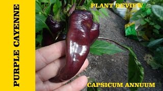 ⟹ Purple Cayenne Pepper  Capsicum annuum [upl. by Nolyk]