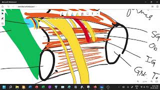 How to draw relations of Piriformis muscleStructures under cover of Gluteus Maximus [upl. by Nyledam]