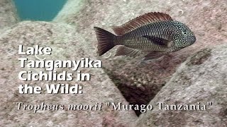 Lake Tanganyika Cichlids in the Wild Tropheus moorii quotMurago Tanzaniaquot HD 1080p [upl. by Ketty]