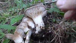 Pleurotus eryngii Funghi di Ferla e Panicaudu Novembre 2015 [upl. by Ahs]