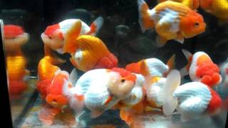 PINYO949  BIG LION HEAD  GOLDFISH  27062011 [upl. by Gavrielle]