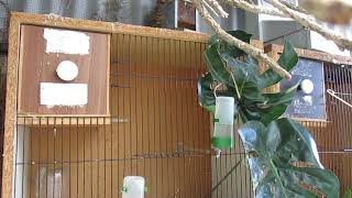 Heavily Pied Red Faced Parrot Finches in Breeding Cage  no breeding success in Aviary [upl. by Jerrold]