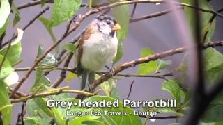 Greyheaded Parrotbill [upl. by Bouchard]