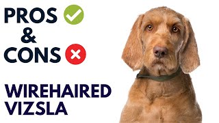 Wirehaired Vizsla Dog Breed Pros and Cons  Wirehaired Vizsla Advantages and Disadvantages [upl. by Voss]